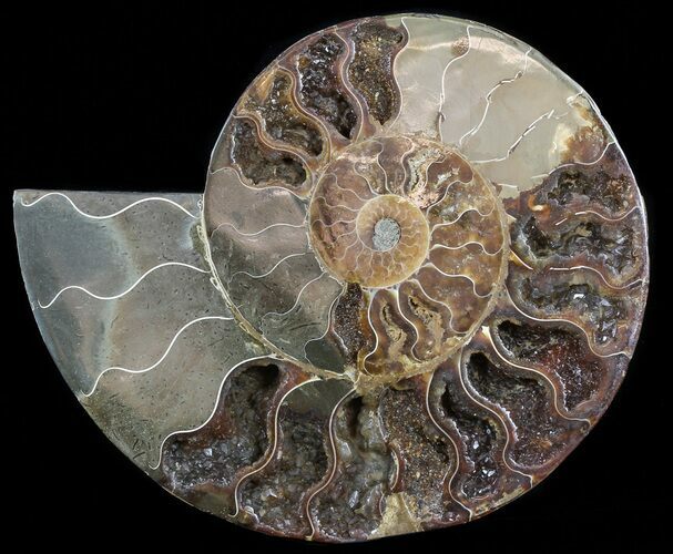 Cut Ammonite Fossil (Half) - Agatized #54348